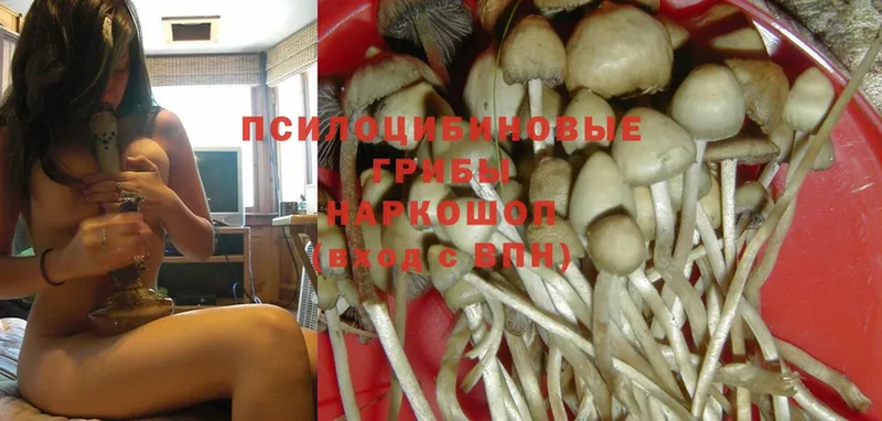 darknet состав  hydra вход  Городовиковск  Галлюциногенные грибы Magic Shrooms 